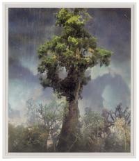 Forest 80d , 2007