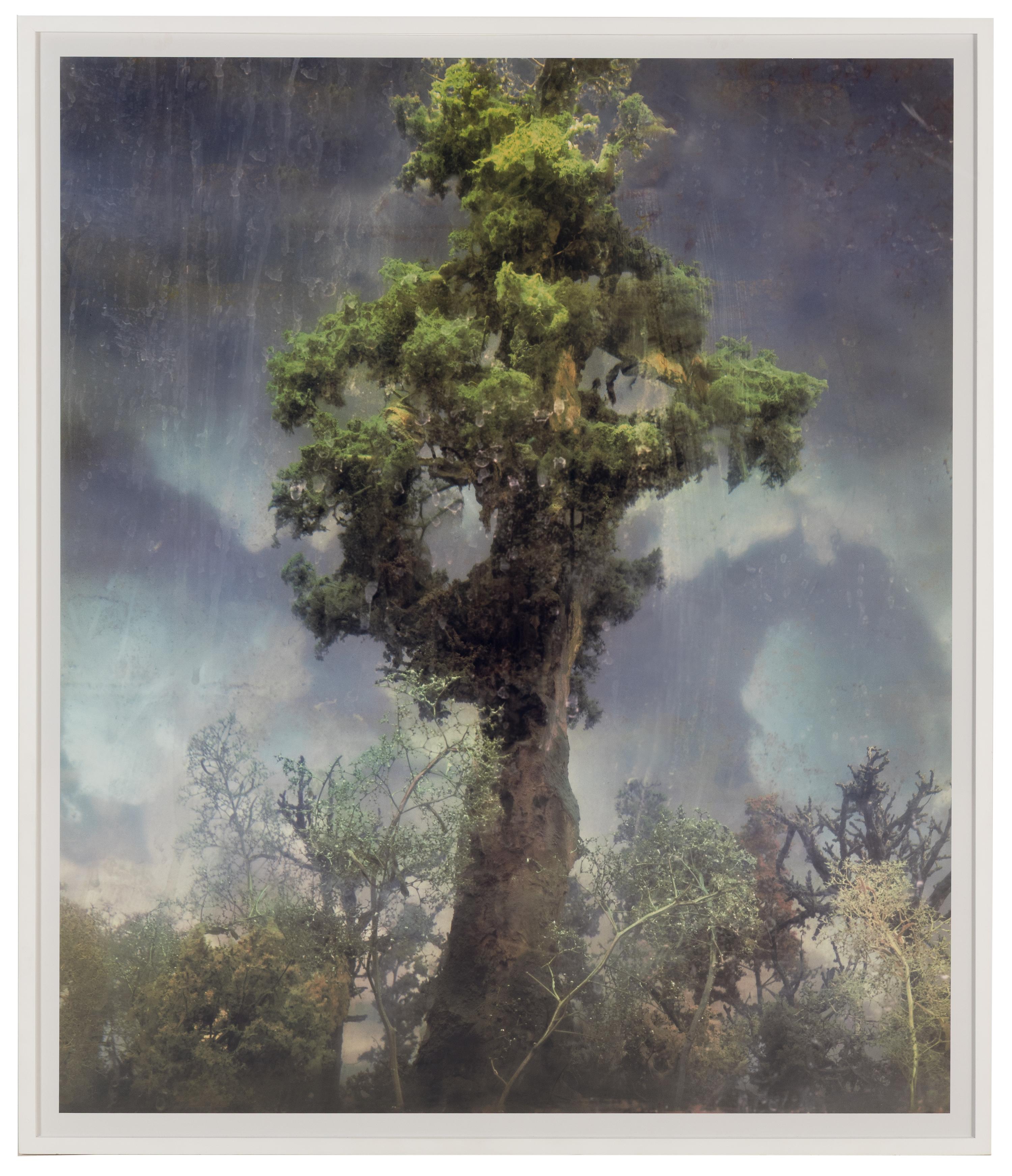Forest 80d , 2007