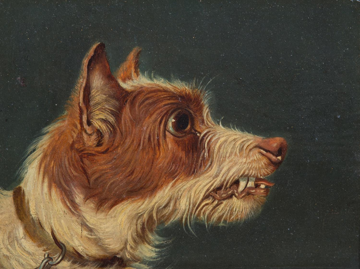 English School, (19th century), Portrait of Growling Terrier
