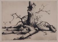Artist Unknown (20th Century) — Fallen Sahuaro