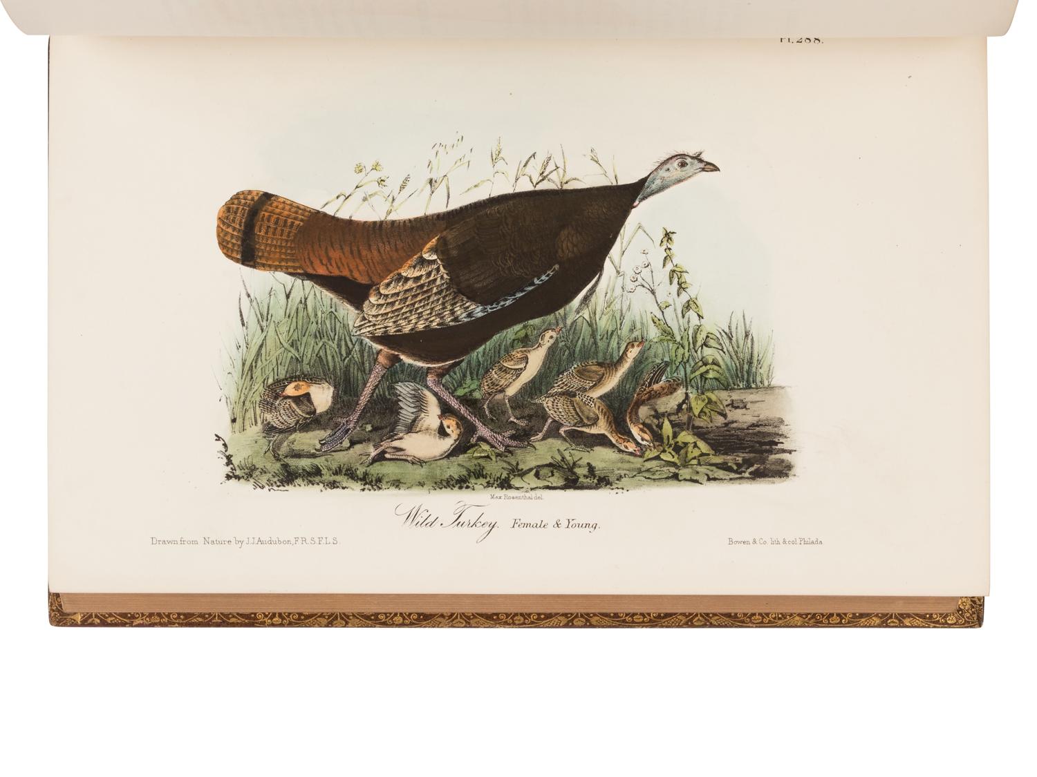 Audubon, John James. The Birds of America from Drawings Made in the United States and Their Territories .
