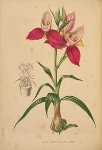 [Natural History] Linden, Jean Jules. Pescatorea. Iconographie des Orchidees