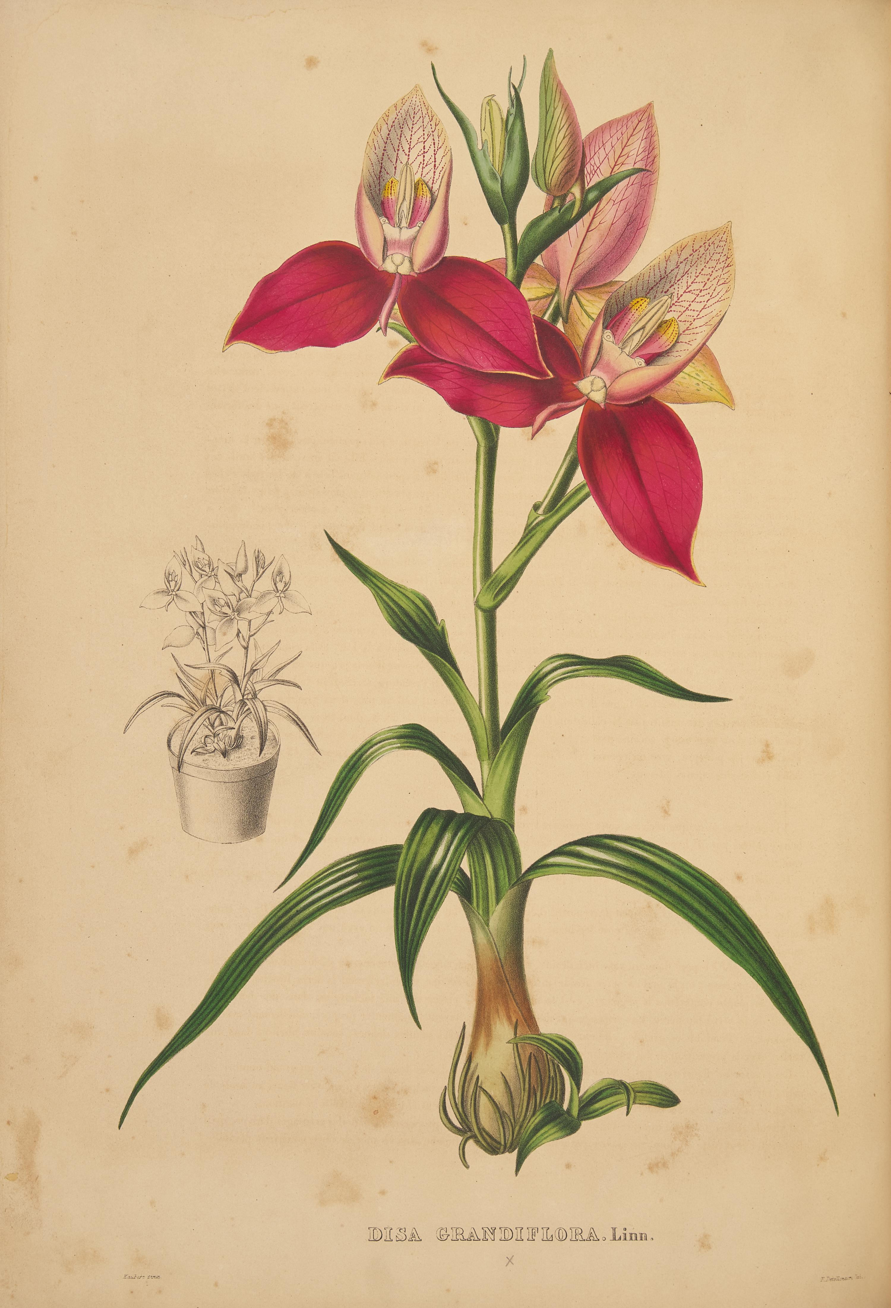 [Natural History] Linden, Jean Jules. Pescatorea. Iconographie des Orchidees