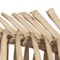 An Anatomical Model of a Cow Skeleton 92" W x 24" D x 52" H — Germany, Mid-20th Century