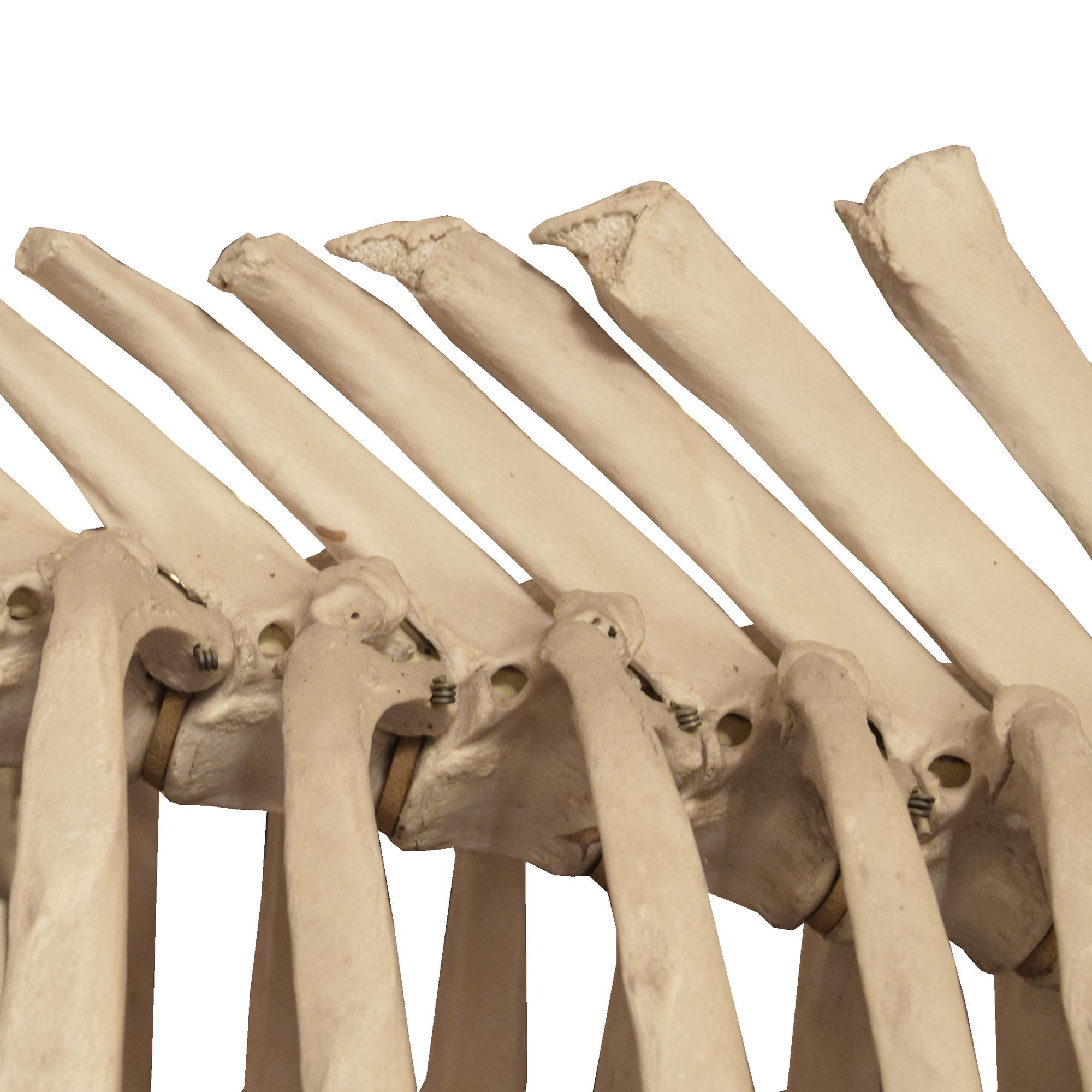 An Anatomical Model of a Cow Skeleton 92" W x 24" D x 52" H — Germany, Mid-20th Century