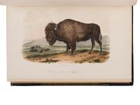 AUDUBON, John James (1785-1851) and John BACHMAN (1790-1874). The Birds of America. [With:] The Quadrupeds of North America . New York: George R. Lockwood, [1870].