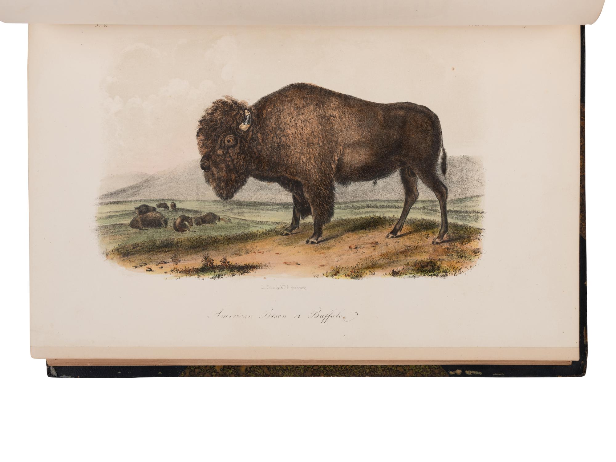 AUDUBON, John James (1785-1851) and John BACHMAN (1790-1874). The Birds of America. [With:] The Quadrupeds of North America . New York: George R. Lockwood, [1870].