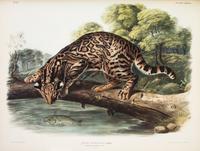 AUDUBON, JOHN JAMES, AND JOHN BACHMAN. The Viviparous Quadrupeds of North America. New York, 1845-1848. 3 vols. First edition.