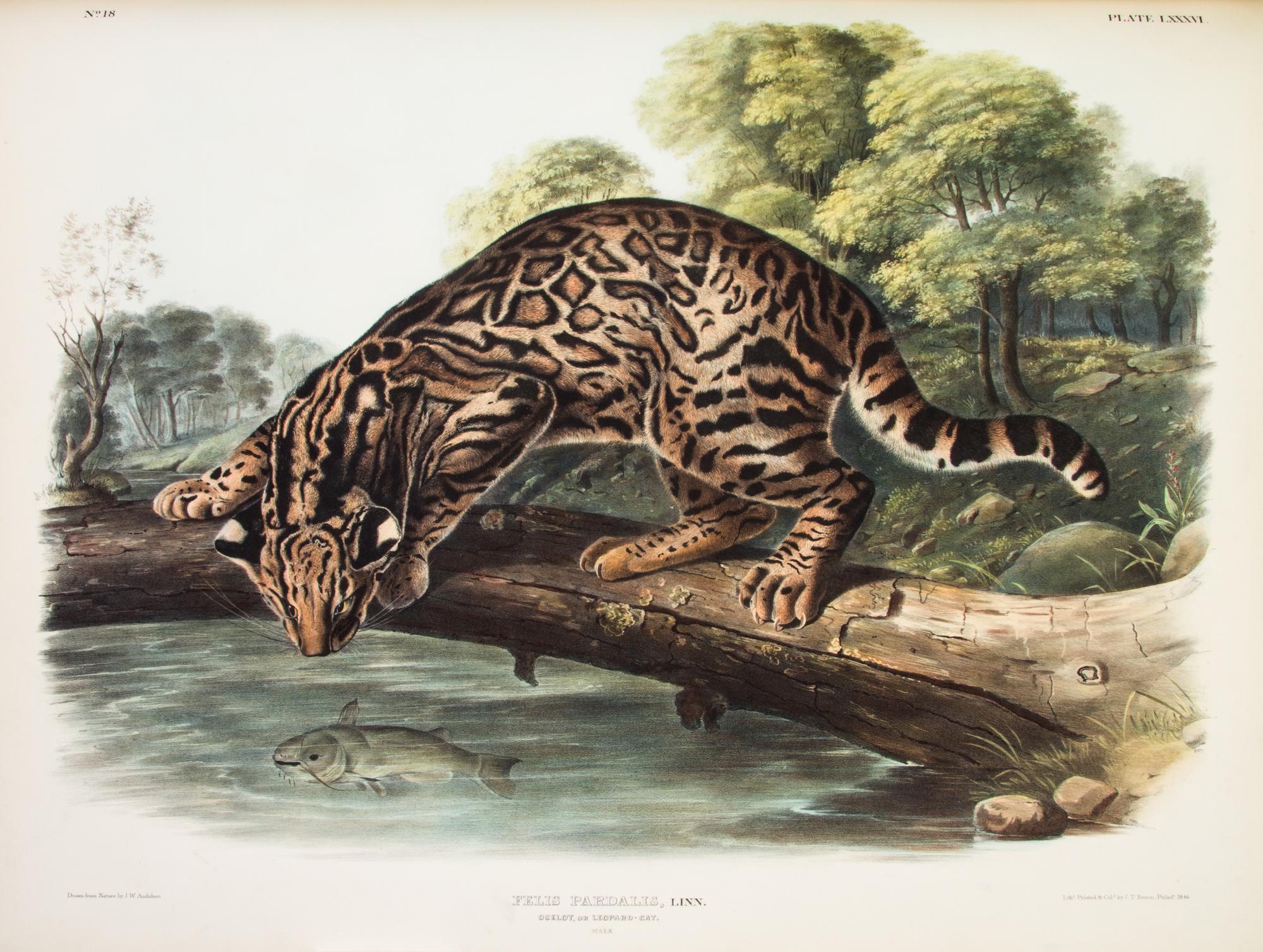 AUDUBON, JOHN JAMES, AND JOHN BACHMAN. The Viviparous Quadrupeds of North America. New York, 1845-1848. 3 vols. First edition.