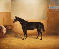 A Dark Brown Horse in a Stable