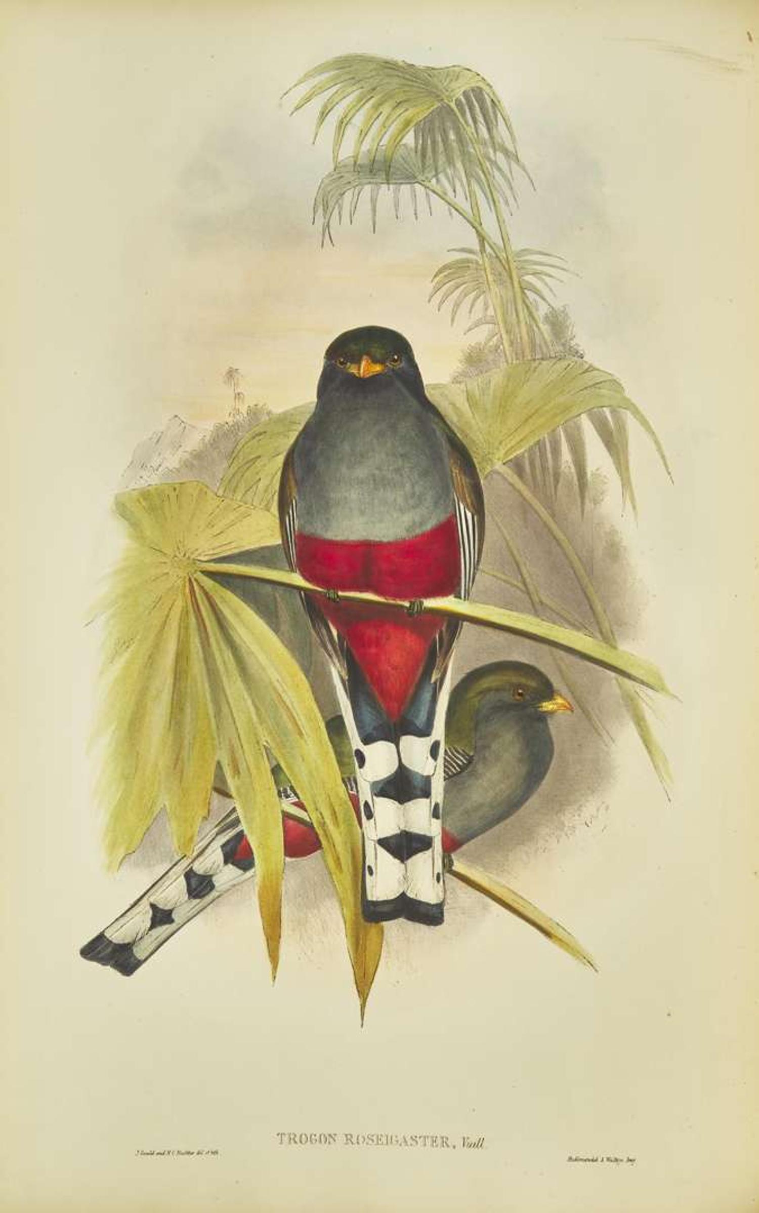 [Natural History] Gould, John: A Monograph of the Trogonidae, or Family of Trogons