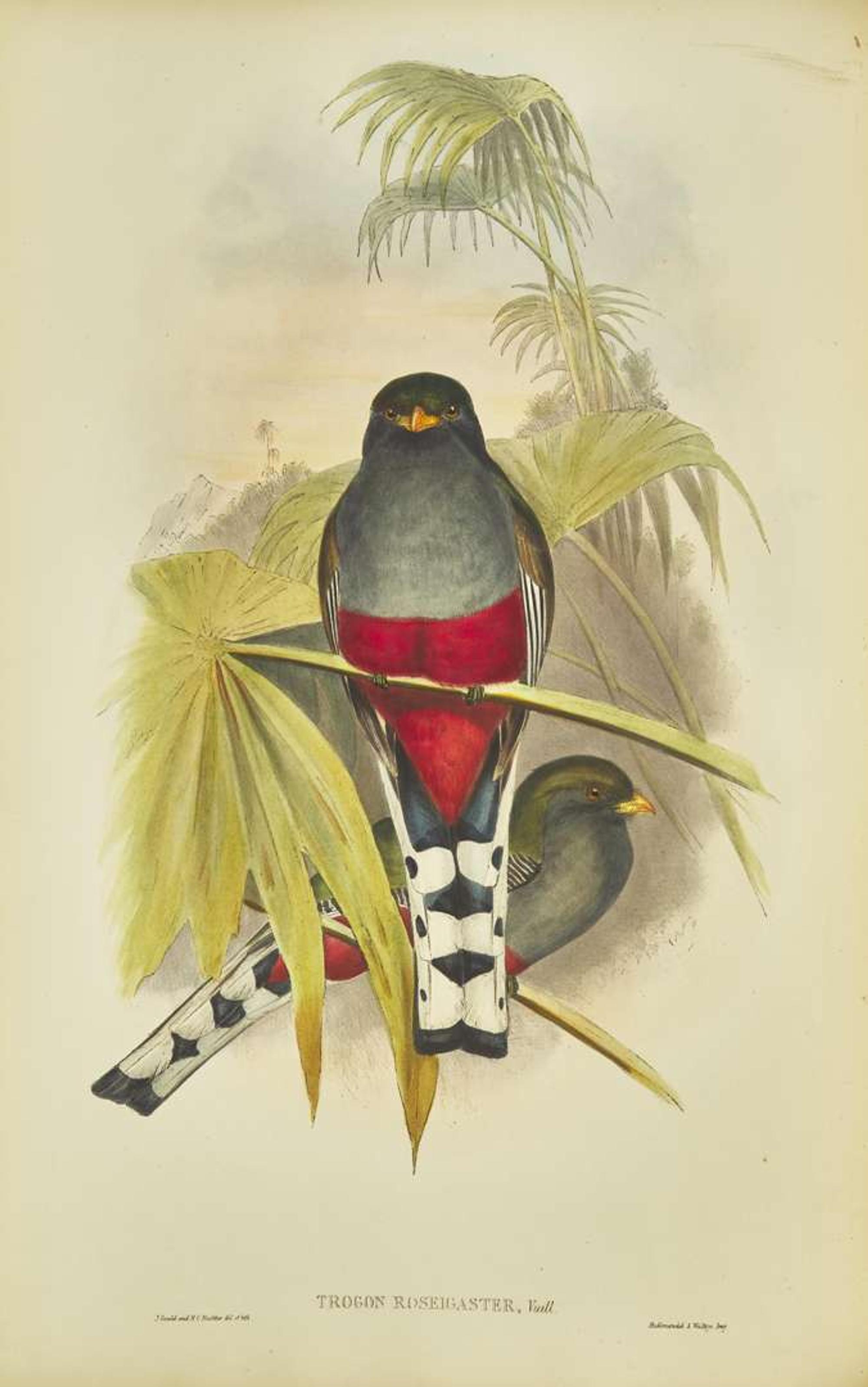 [Natural History] Gould, John: A Monograph of the Trogonidae, or Family of Trogons