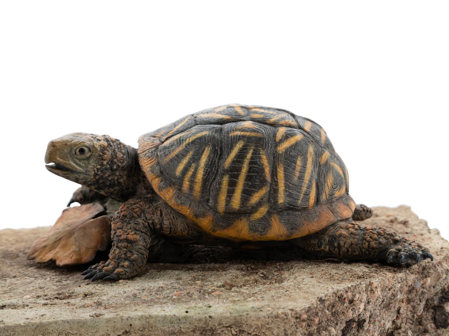 Ornate Box Turtle