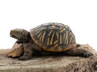 Ornate Box Turtle