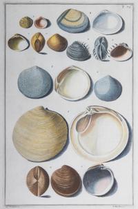 Nine Trowbridge Color Prints Depicting Sea Shells in Giltwood Frames — 20th Century