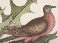 Two Ornithological Prints