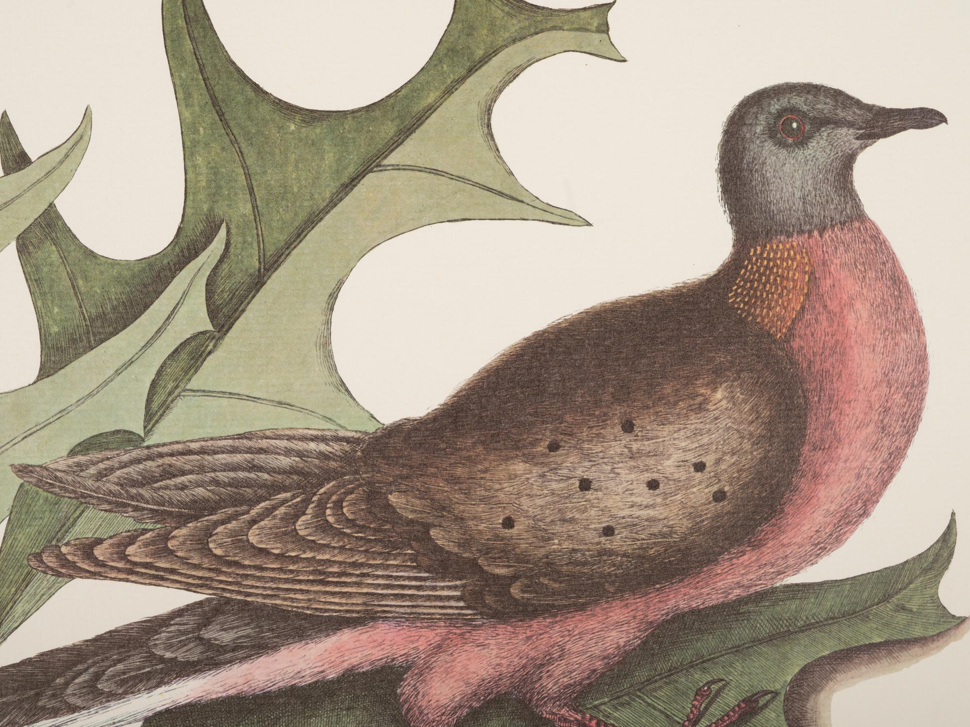 Two Ornithological Prints