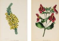 A Collection of Fourteen English Hand-Colored Botanical Engravings