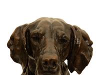 Portrait Head of a Hound