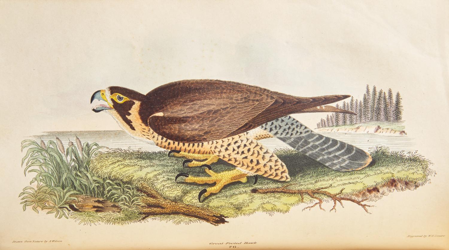 [Natural History] Wilson, Alexander, and Charles Lucian Bonaparte. American Ornithology; or, The Natural History of the Birds of the United States