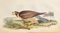 [Natural History] Wilson, Alexander, and Charles Lucian Bonaparte. American Ornithology; or, The Natural History of the Birds of the United States