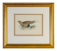 A Group of Twelve Framed Ornithological Prints