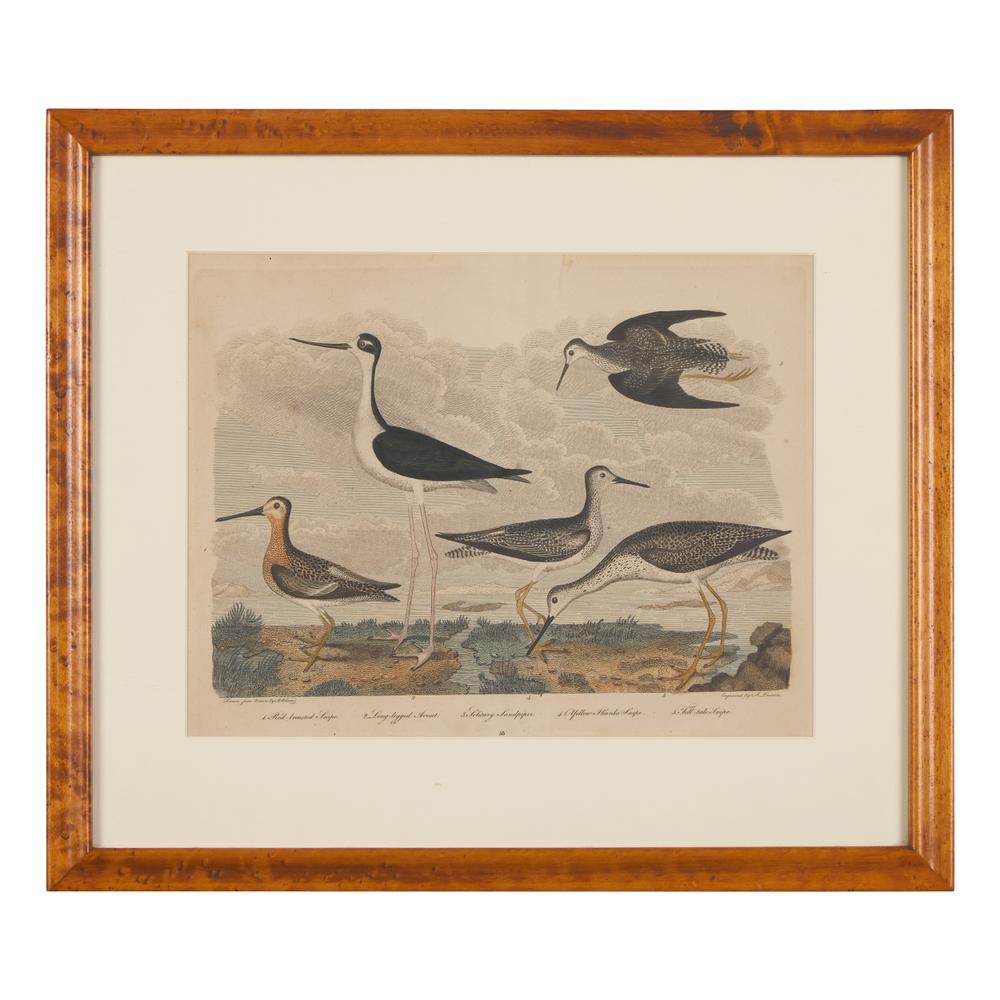 Alexander Lawson (1773-1846) and John G. Warnicke (died 1818), After Alexander Wilson (1766-1813), A Set of Sixteen Hand-Colored Engravings of Various Birds