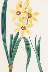 Three Botanical Hand-Colored Engravings after Pancrace Bessa (French, 1772-1846)