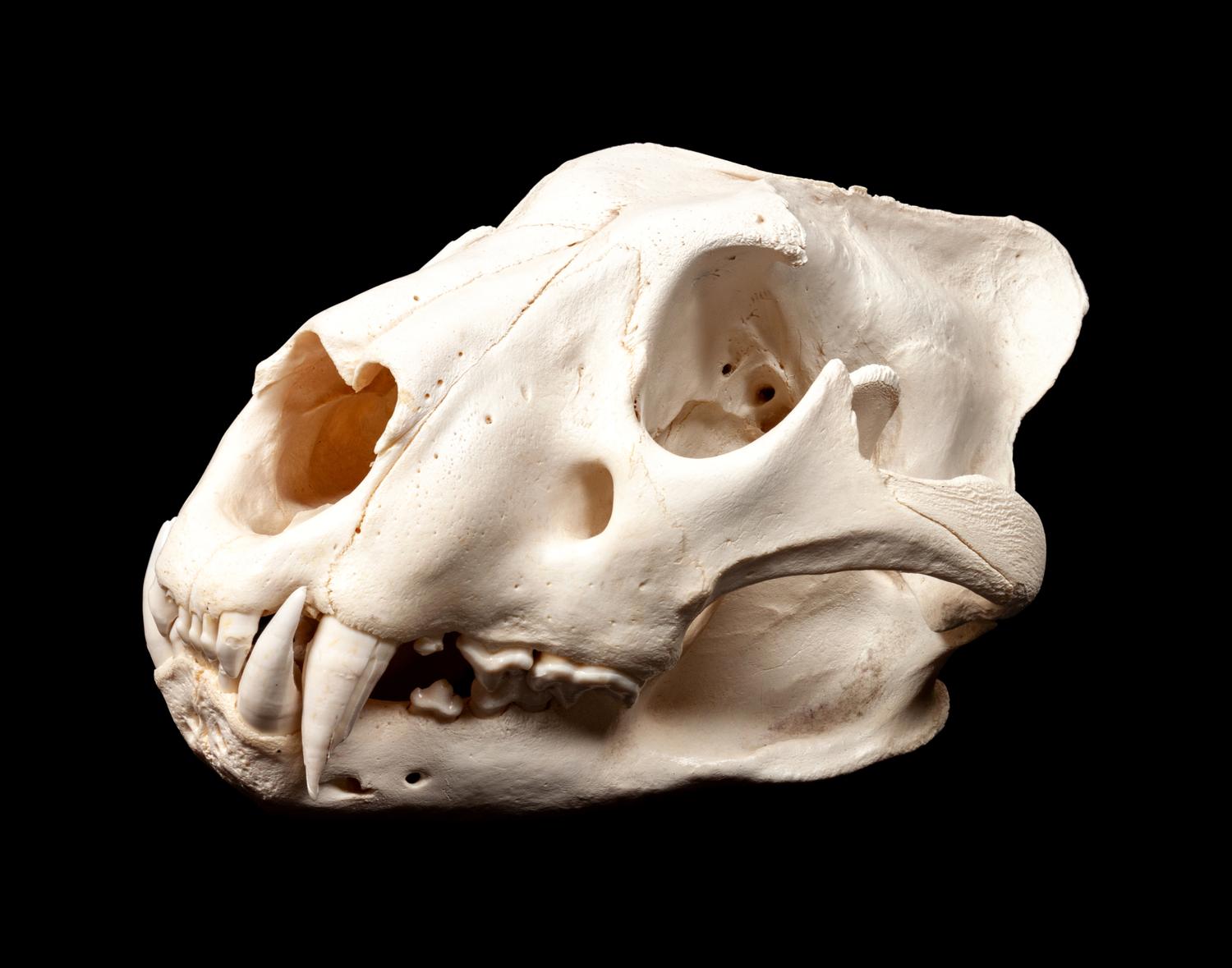 Large Skull