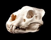 Large Skull