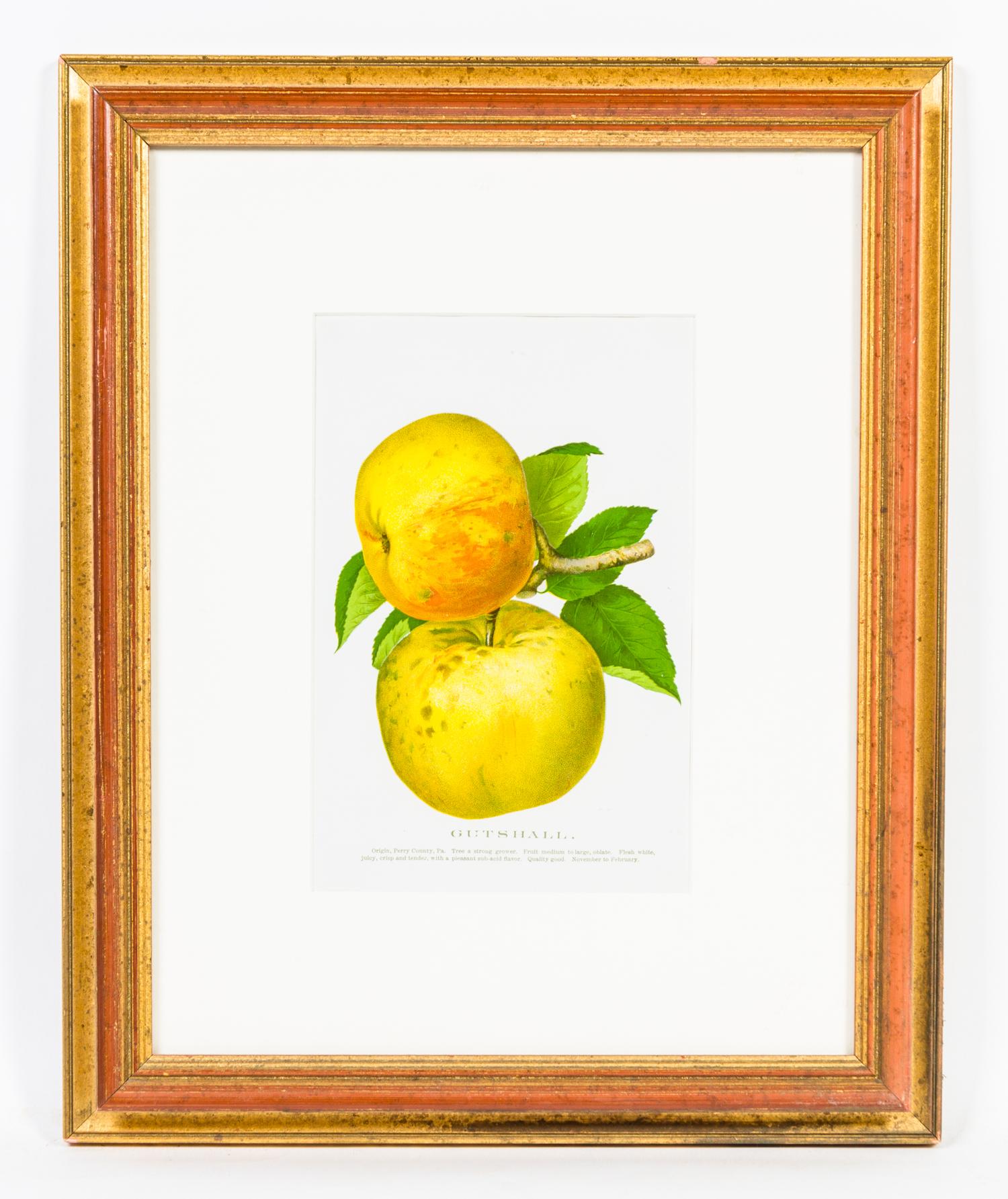 A Group of Four Fruit Prints Height 8 1/4 x width 5 3/8 inches.