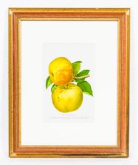 A Group of Four Fruit Prints Height 8 1/4 x width 5 3/8 inches.