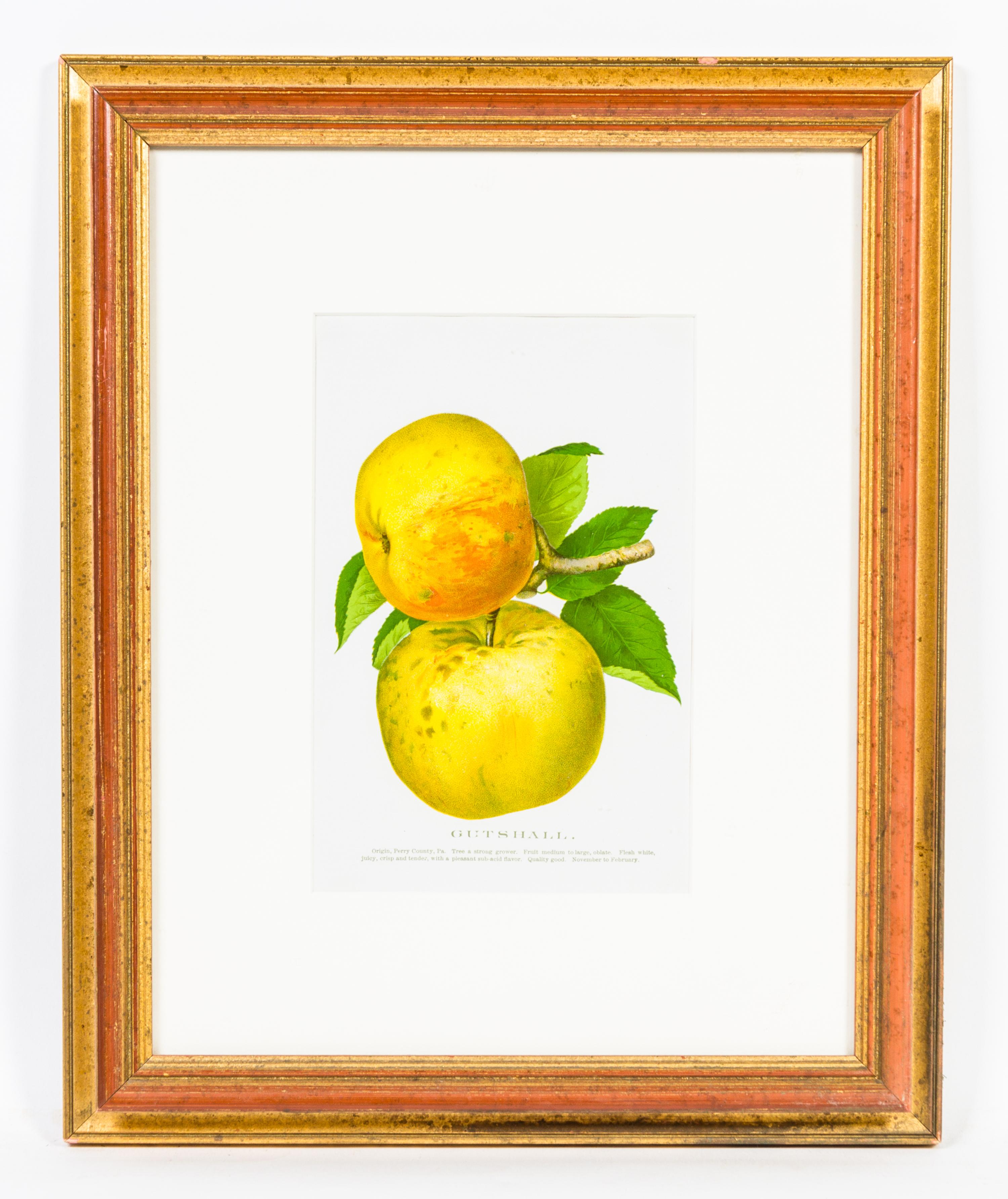 A Group of Four Fruit Prints Height 8 1/4 x width 5 3/8 inches.