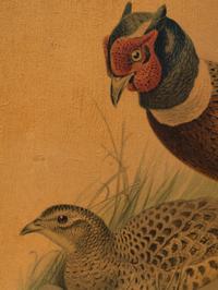 A Pair of Pheasant Prints (19th/20th Century)