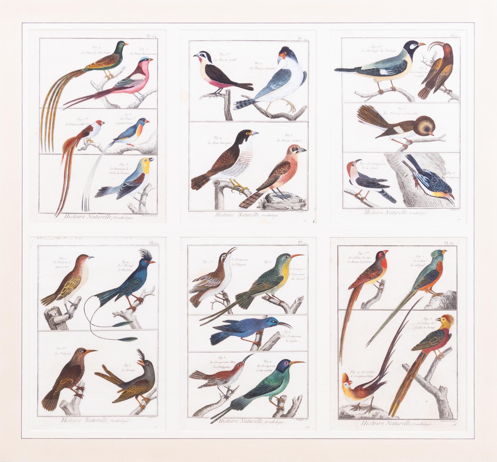 A Framed Group of Six Colored Engravings of Birds