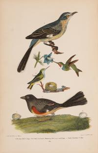 [Natural History] Wilson, Alexander and Charles Lucien Bonaparte. American Ornithology; or, The Natural History of the Birds of the United States