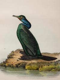 A Group of Four Prints of Aquatic Birds, after John James Audubon (1785-1851)