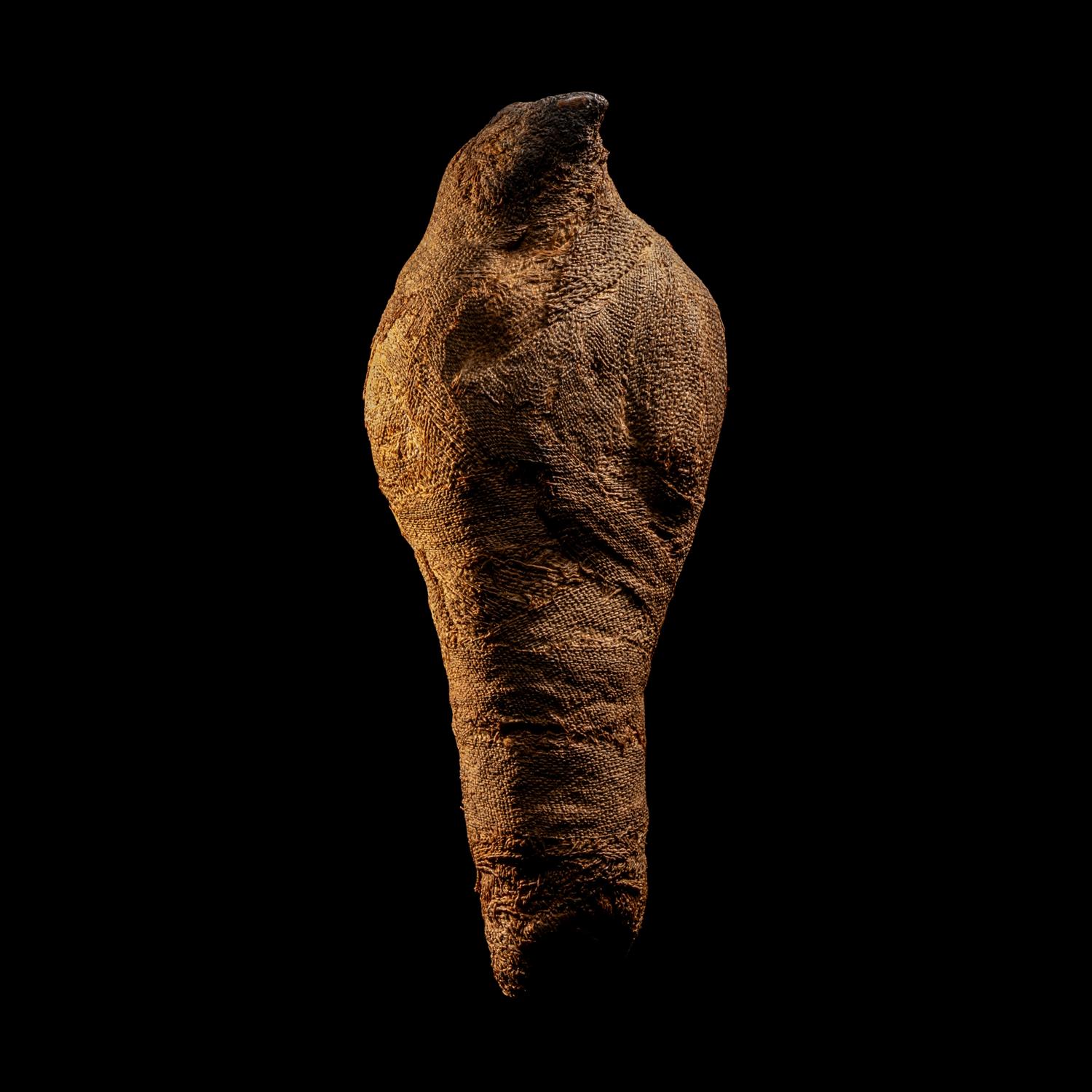 An Egyptian Mummified Falcon