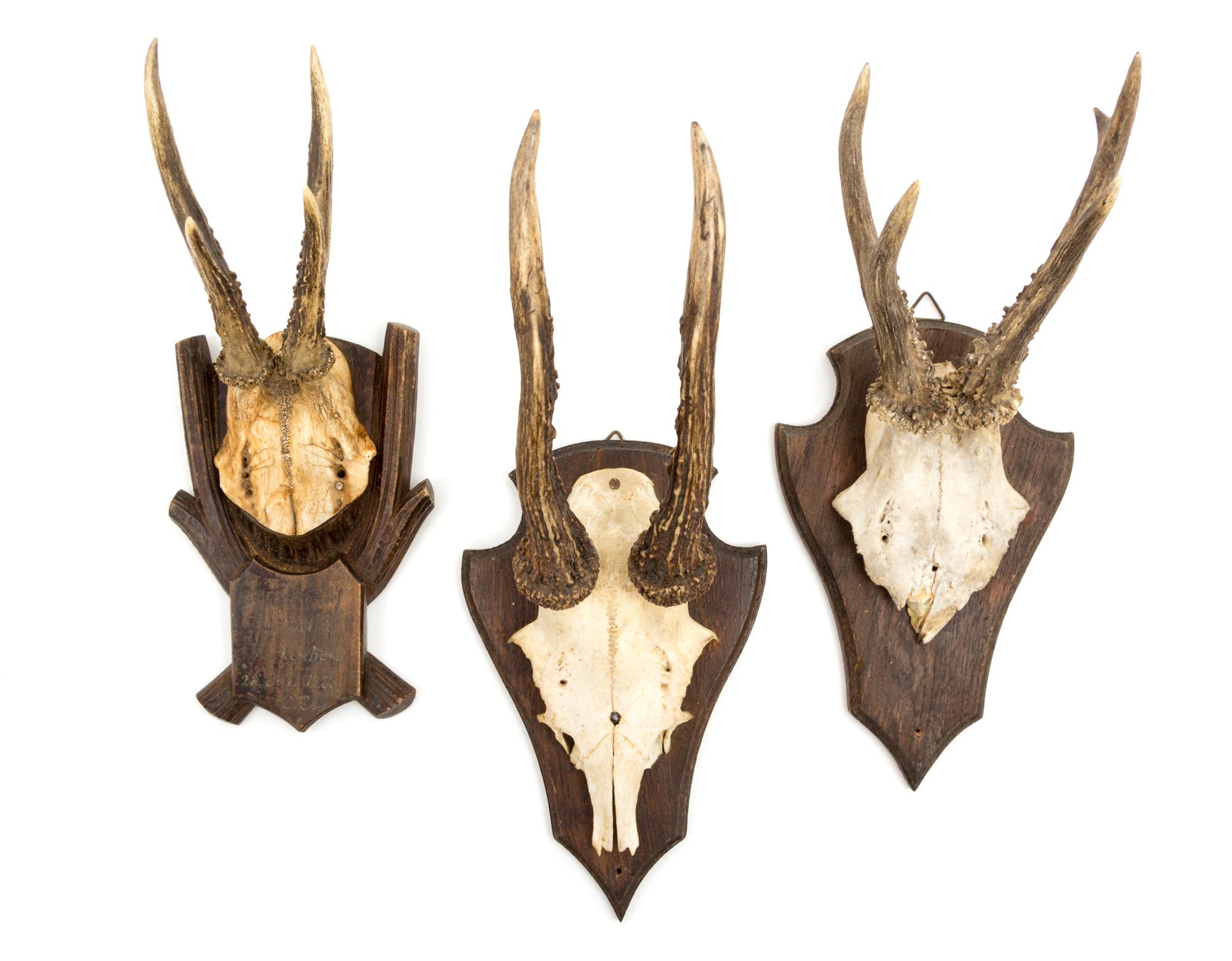 A Group of Three German Black Forest Roe Deer Antlers Height 8 inches.