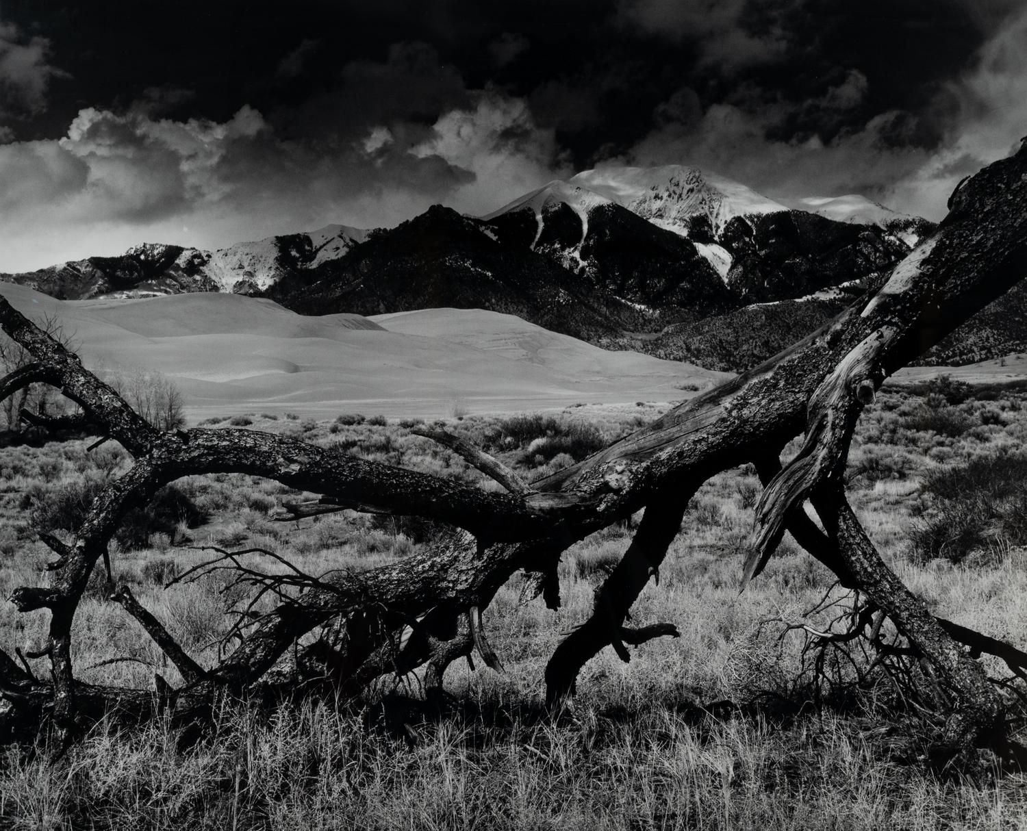 Fallen Pine, Mount Blanca, The Great Dunes of Colorado