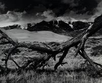 Fallen Pine, Mount Blanca, The Great Dunes of Colorado