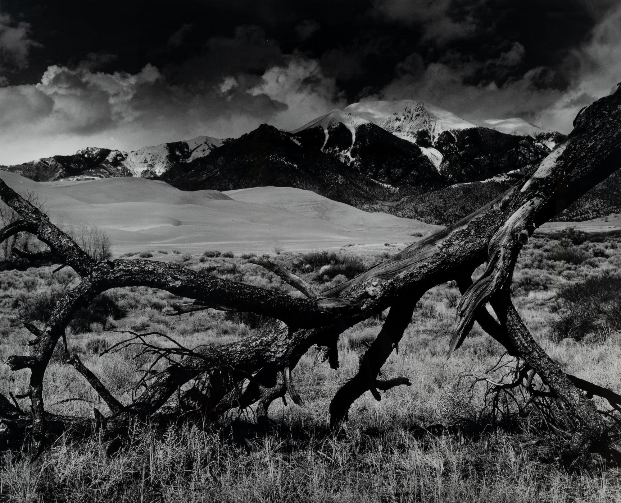 Fallen Pine, Mount Blanca, The Great Dunes of Colorado