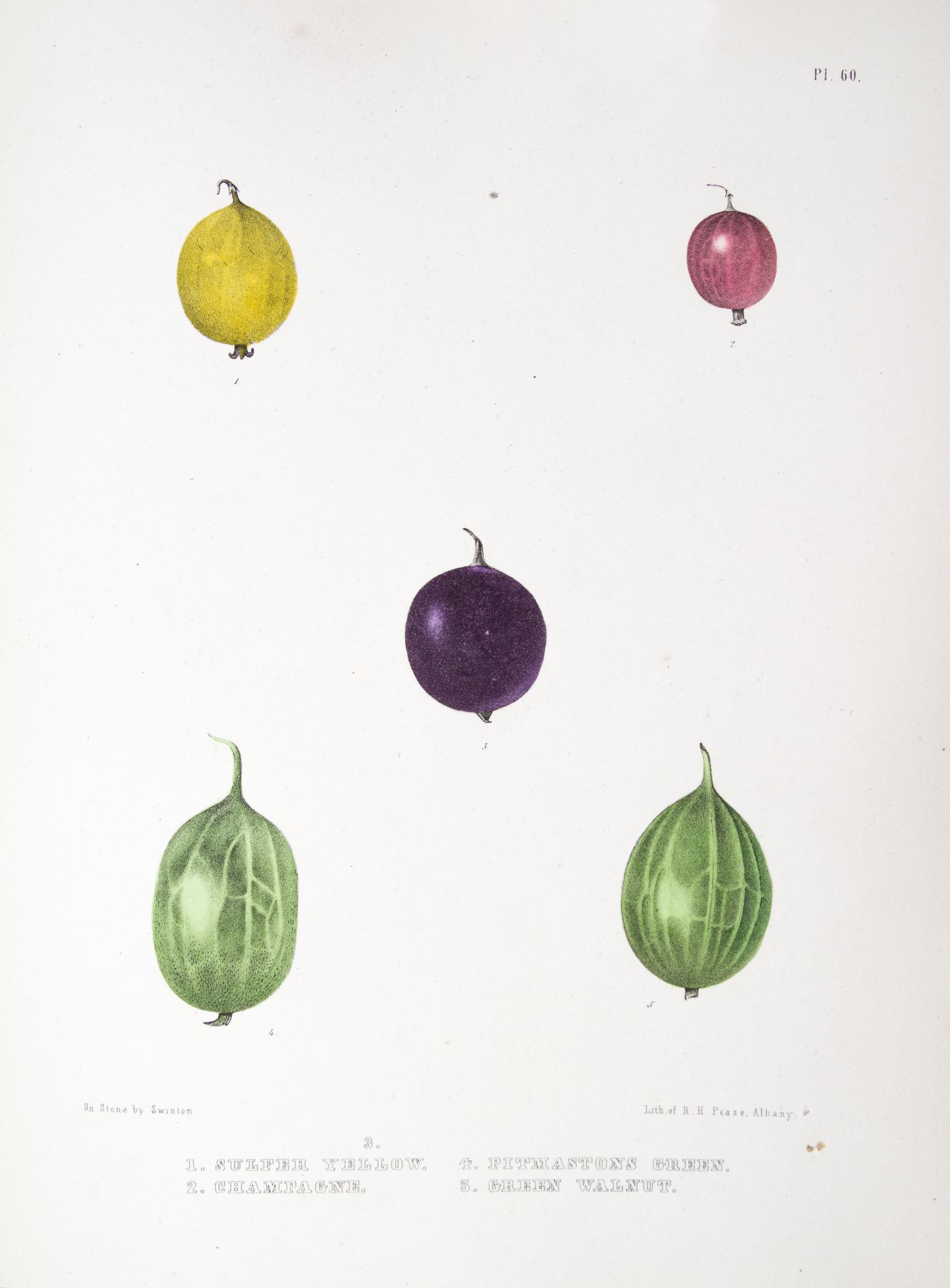 (BOTANY) EMMONS, EBENEZER. Agriculture of New York. Albany, 1851. Vol. 3 (of 5) only. Color plates throughout.