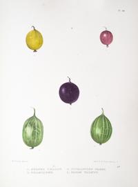 (BOTANY) EMMONS, EBENEZER. Agriculture of New York. Albany, 1851. Vol. 3 (of 5) only. Color plates throughout.