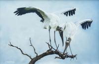 Woodstork Inspection , 2010