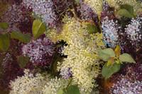 Lilacs