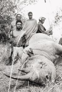 Peter Beard (1938-2020) Lariak Estate cattle-killer that went berserk and harmed 4 cows and a herd-boy, 1965