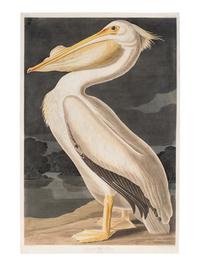 AUDUBON, John James (1785-1851) American White Pelican (Plate CCCXI) Pelicanus americanus
