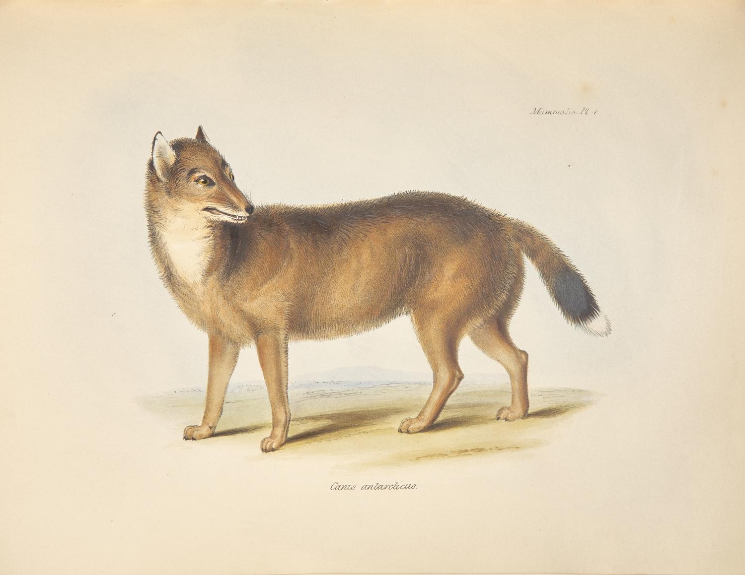 [Natural History] Darwin, Charles, and Richard Owen, and George R. Waterhouse. The Zoology of the Voyage of H.M.S. Beagle, Under the Command of Captain Fitzroy, R.N., During the Years 1832-1836...