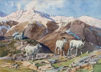 Big Horn Sheep